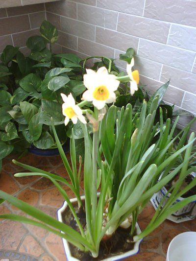 My Narcissus