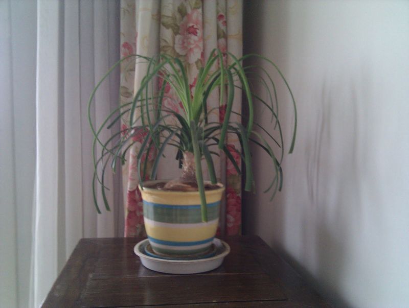 My Orchid